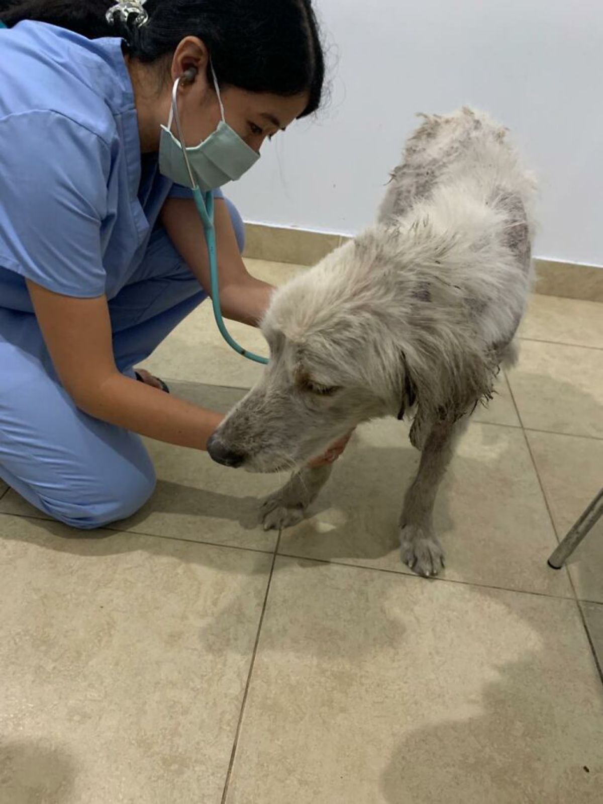 thin and mostly fur-less white dog next to a woman in blue scrubs and face mask and using a stethoscope