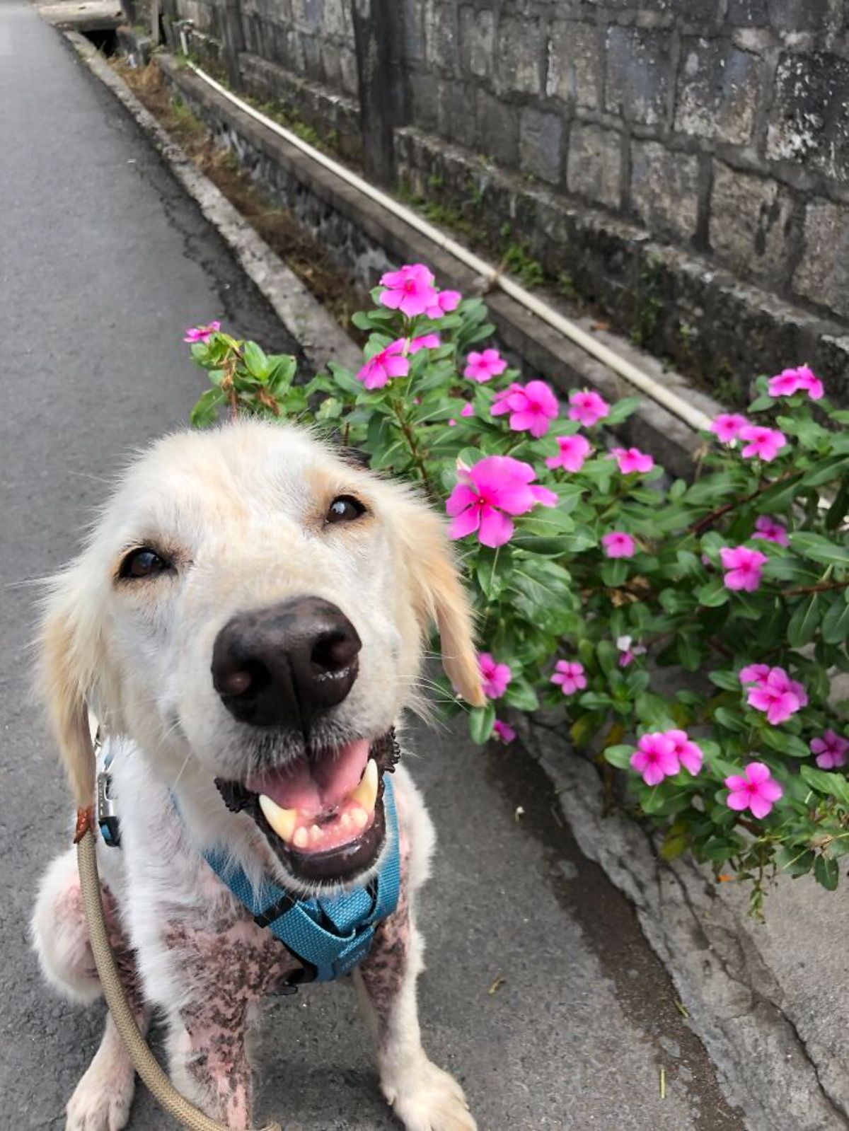 thin and mostly fur-less white dog wearing a leash and blue harness sitting next to a bush of pink flowers