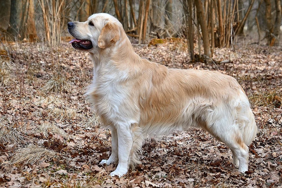golden retriever standing in a forest sideways to the camera