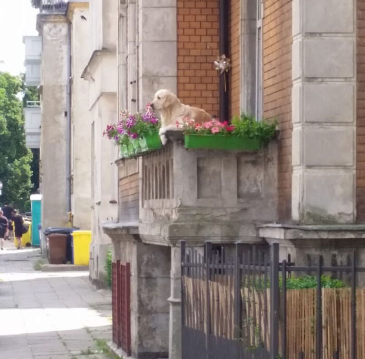golden retriever hanging over a balcony next to green flower pots with lots of pink flowers