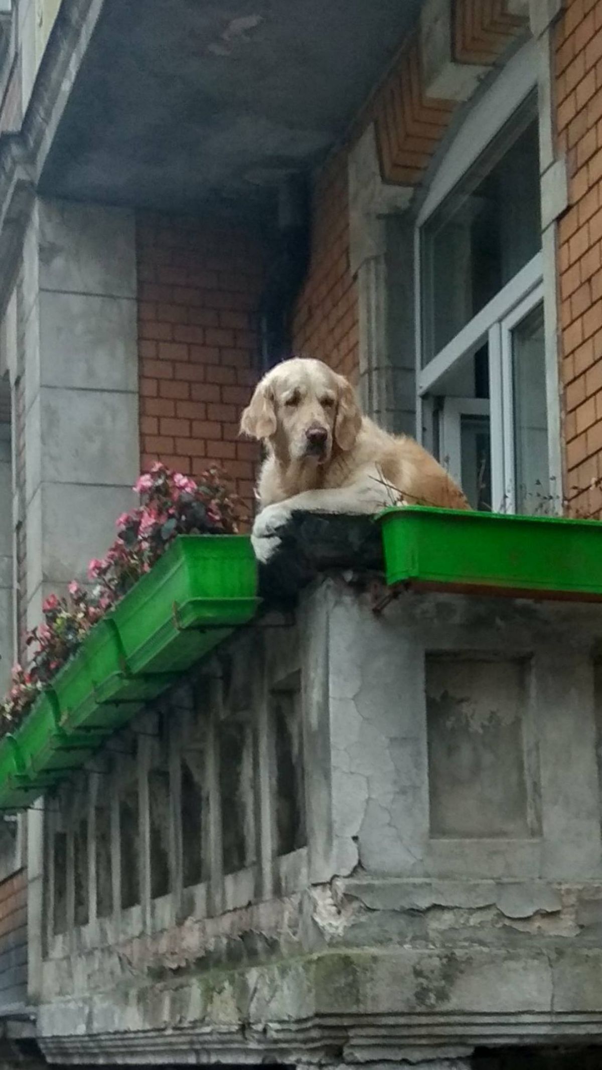 golden retriever hanging over a balcony with green flower pots with pink flowers
