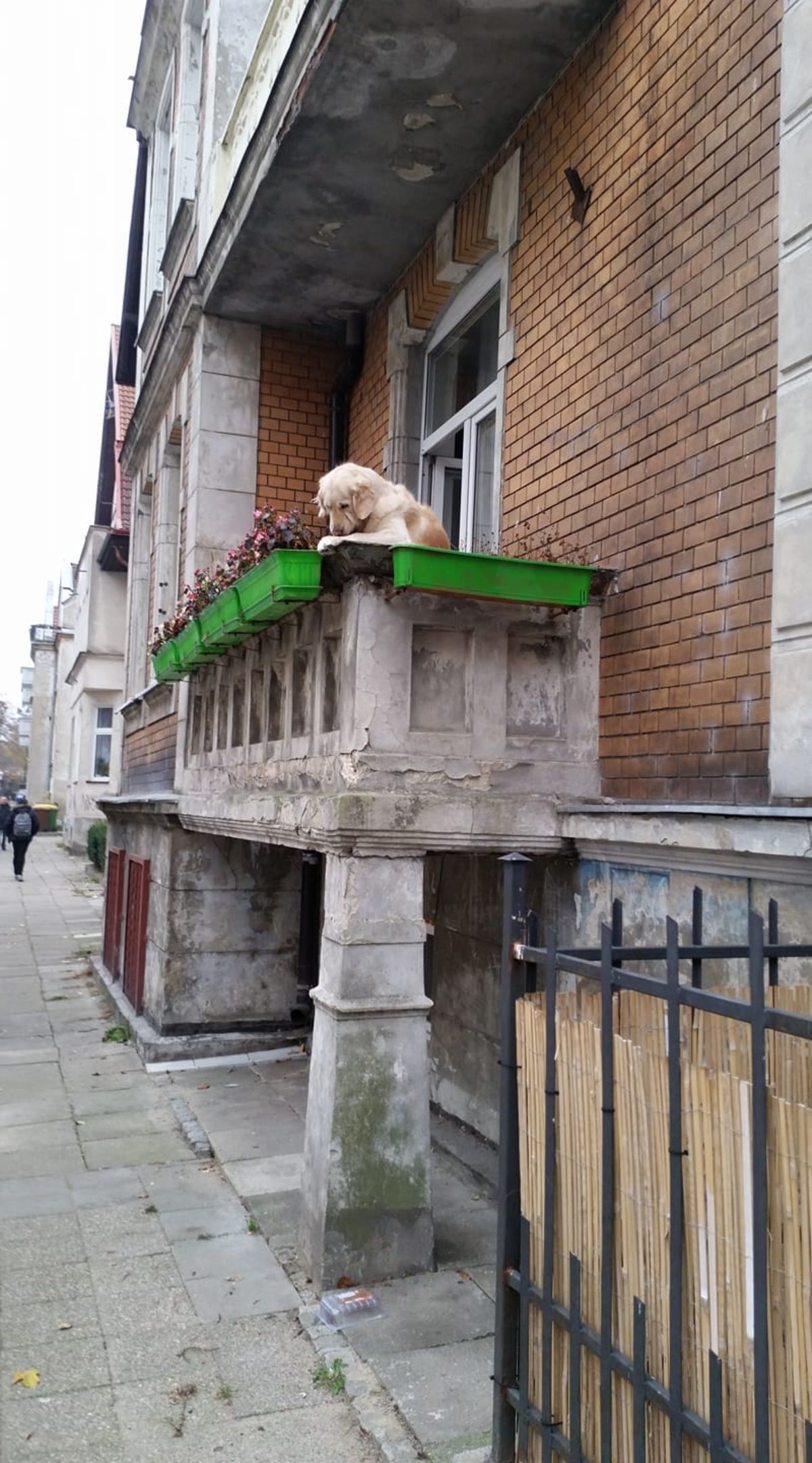 golden retriever hanging over a balcony and licking its paw with green flower pots with pink flowers