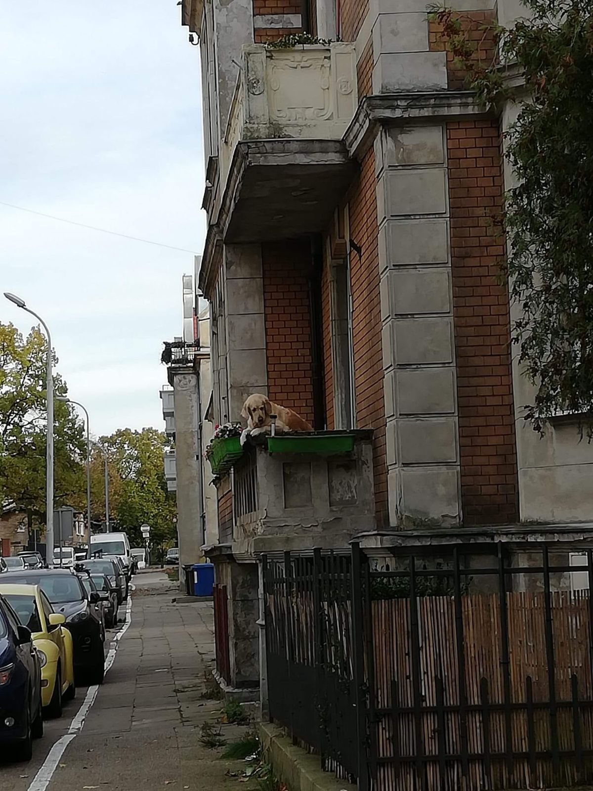 golden retriever hanging over a balcony with green pots with flowers