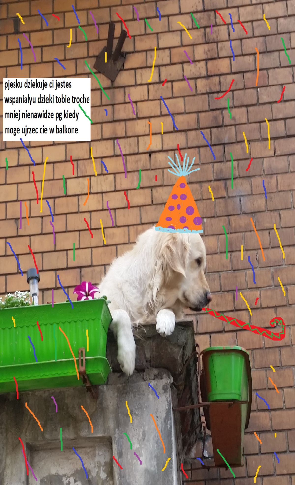 an image of a golden retriever hanging over a balcony photoshopped wearing a party hat and confetti falling around the dog and Polish text in the top corner