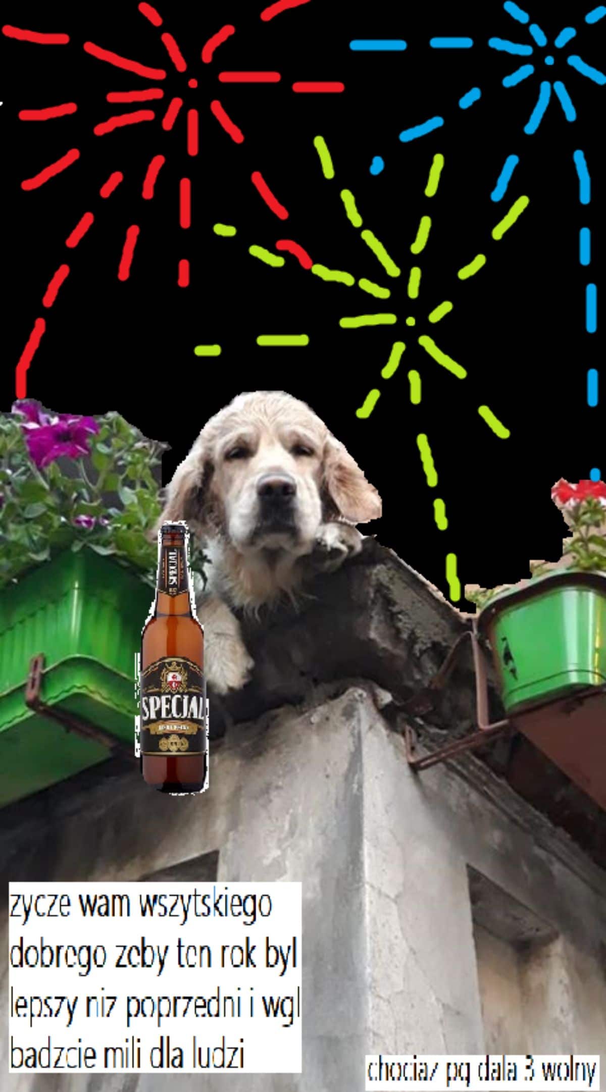 an image of a golden retriever hanging over a balcony photoshopped with fireworks, a bottle of beer and Polish text