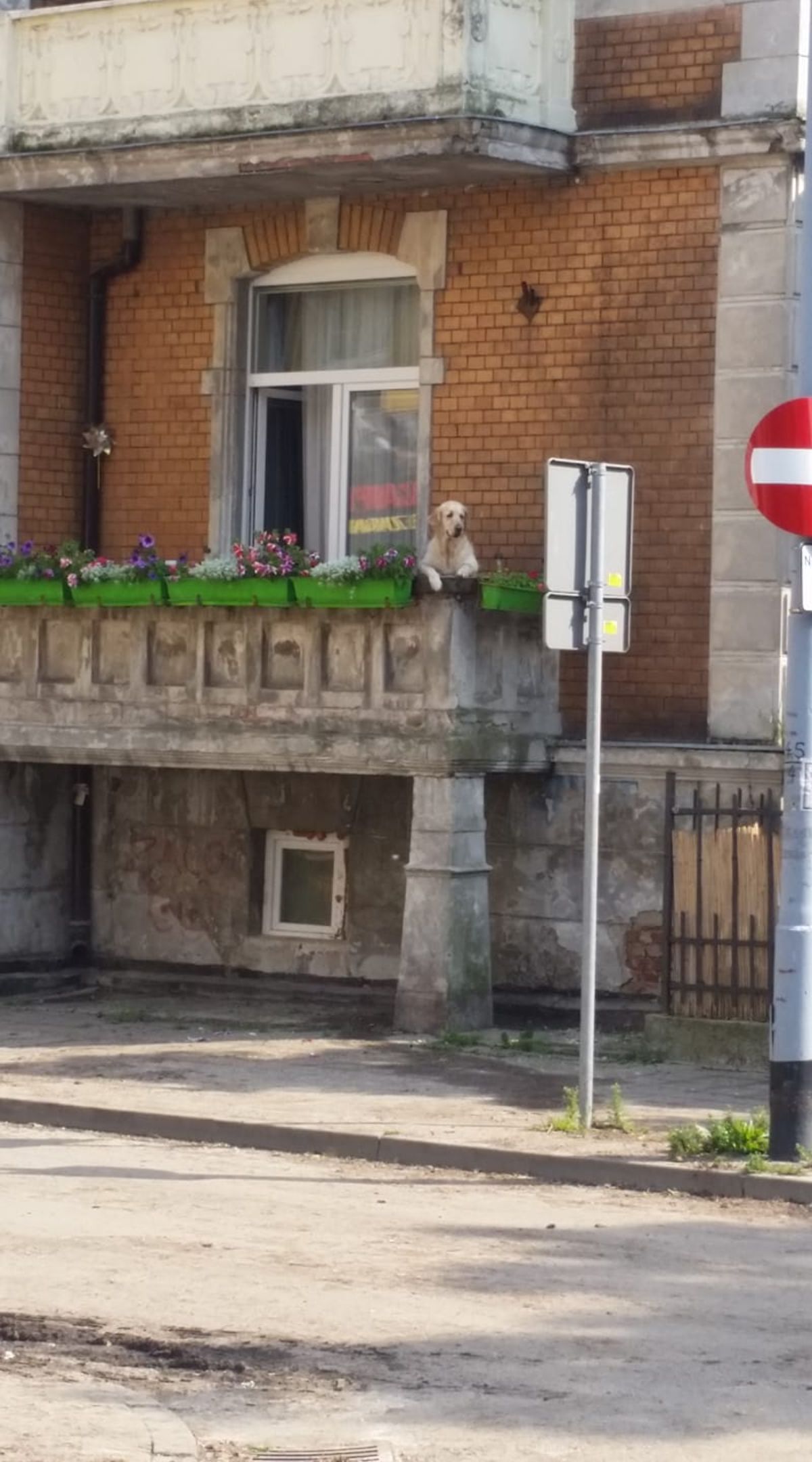 zoomed out photo of golden retriever hanging over a balcony with green flower pots with lots of pink flowers