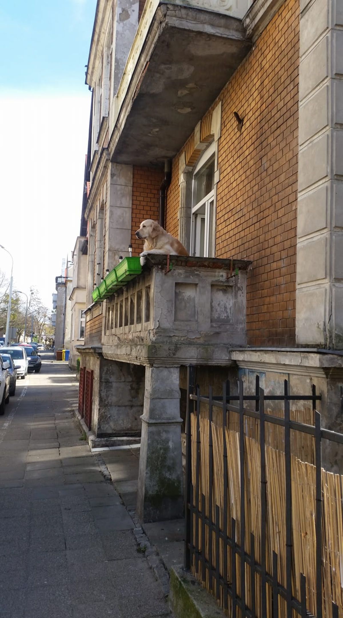 golden retriever looking into the distance hanging over a balcony with green flower pots