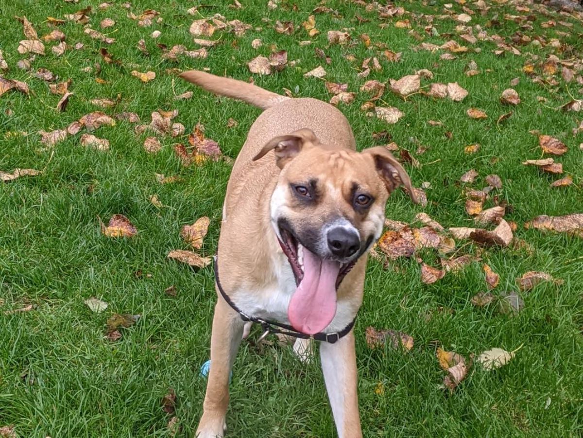brown and white dog with the top jaw shifted to the side standing on grass with the mouth open and the tongue hanging out