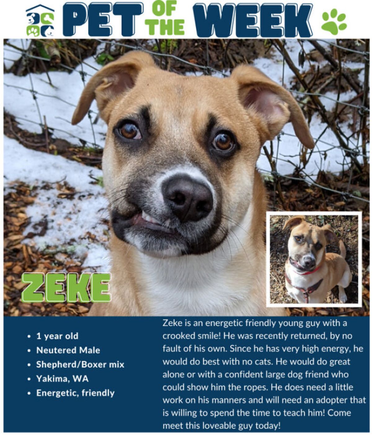 adoption poster of brown and white dog with the top jaw shifted to the side