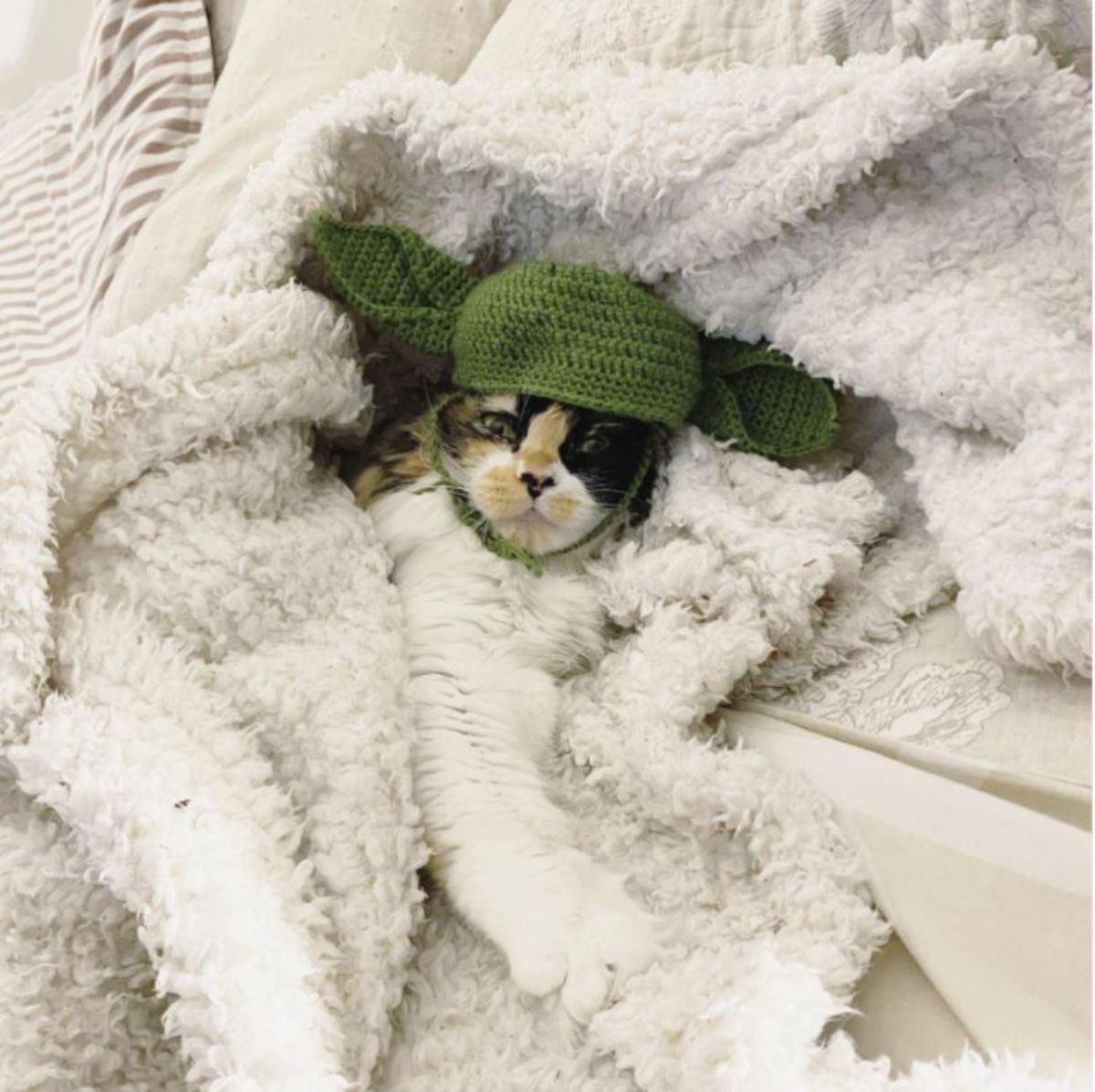 white black and orange cat cuddled in a white blanket wearing a crocheted green hat