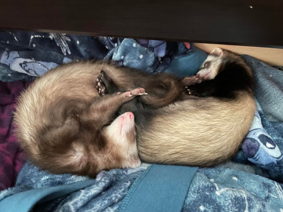 2 black and brown ferrets sleeping cuddled together on a blue bed with one ferret's face near the other ferret's butt
