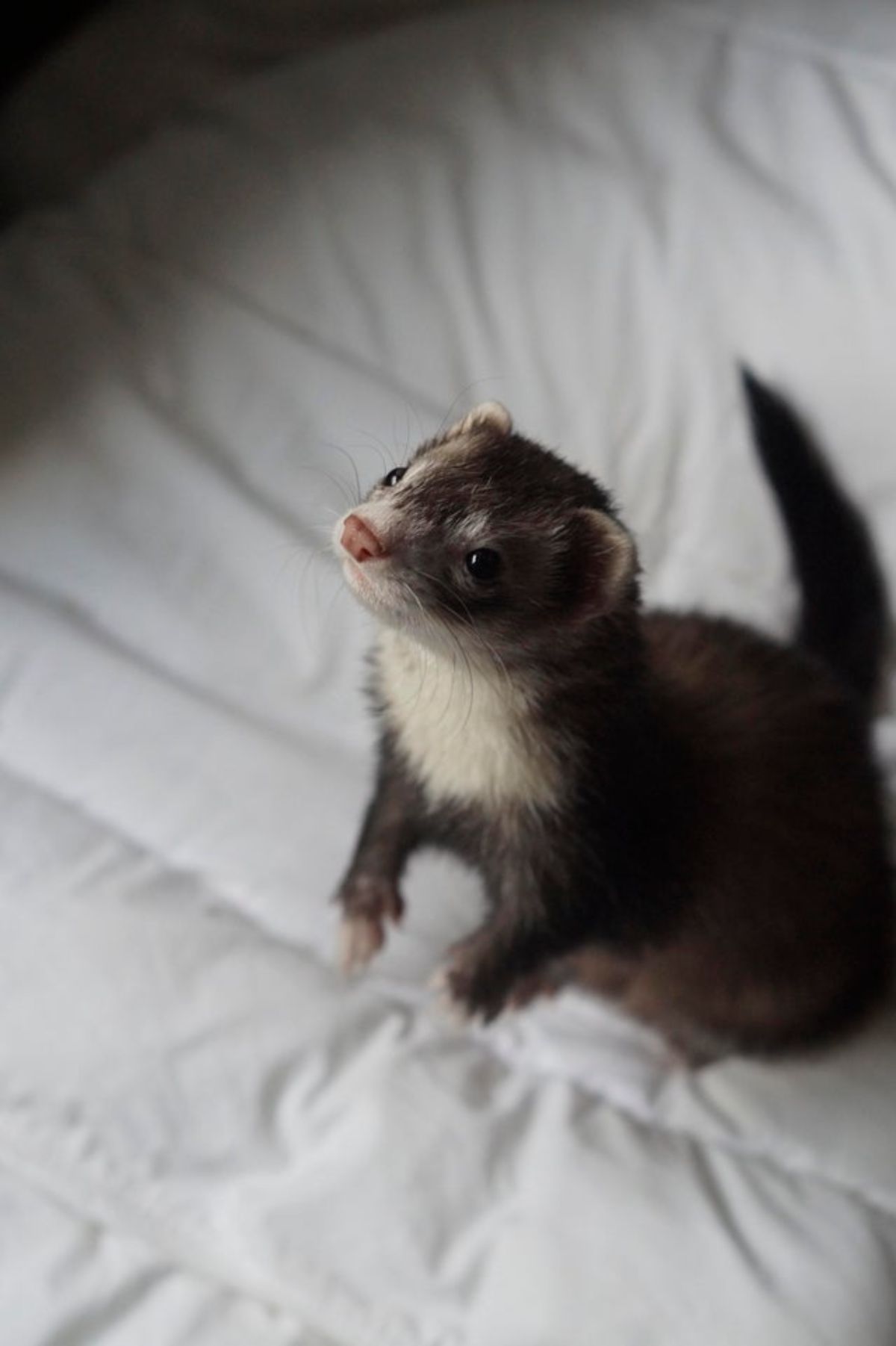 brown and white ferret standing on hind legs on white bed looking up
