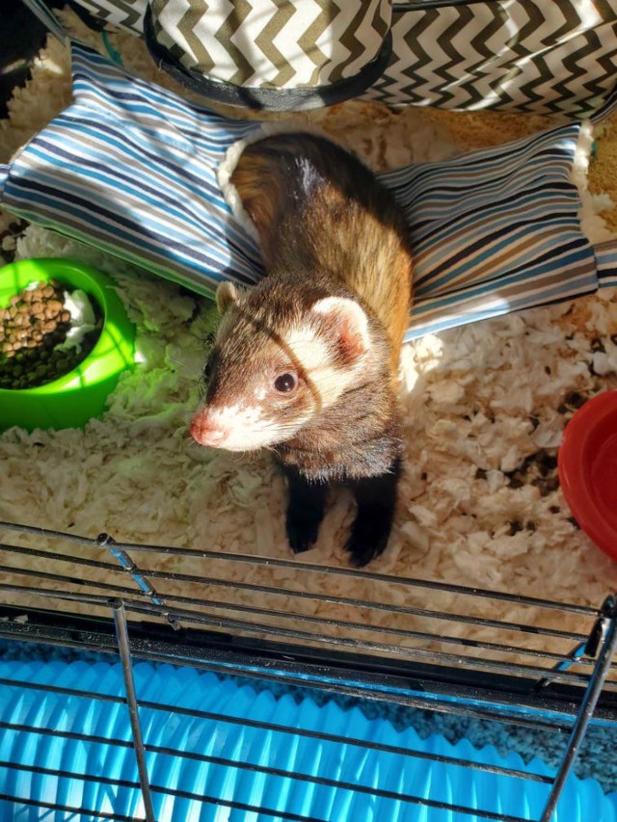 brown and white ferret standing inside a ferret cage with the back legs on a little hammock