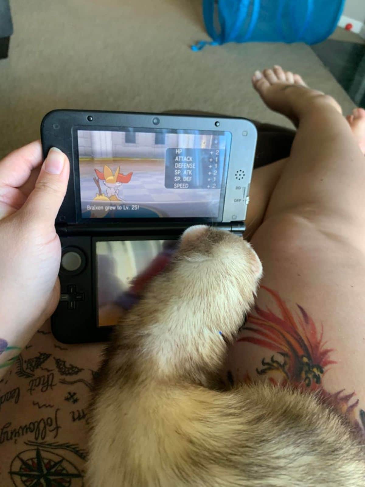 brown ferret on someone's lap with the face against the game the person is playing