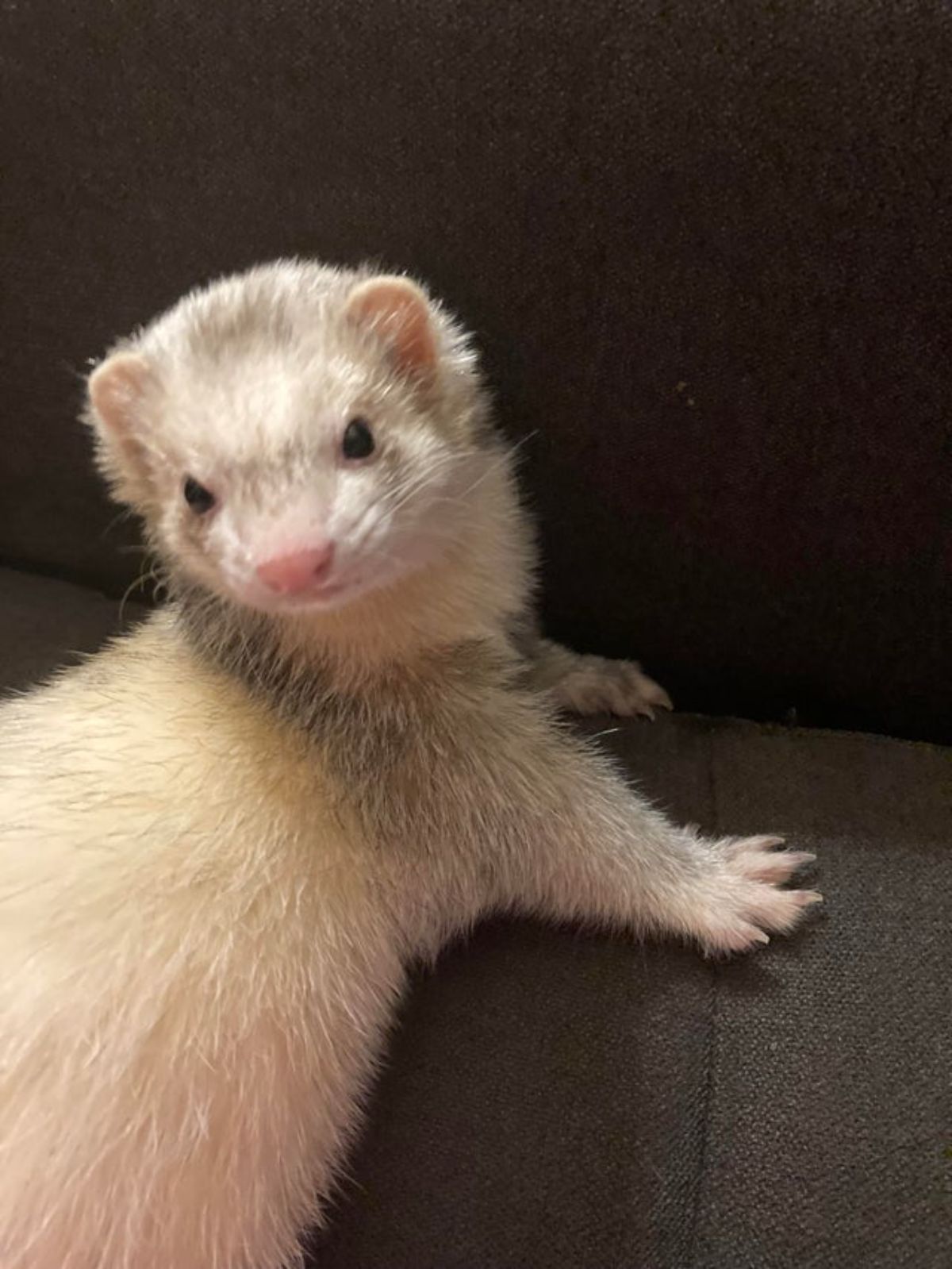 black and white ferret on brown surface looking back looking a little grumpy