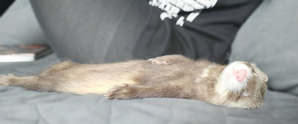 brown and white ferret sleeping belly up fully stretched out with the right front leg placed on the chest