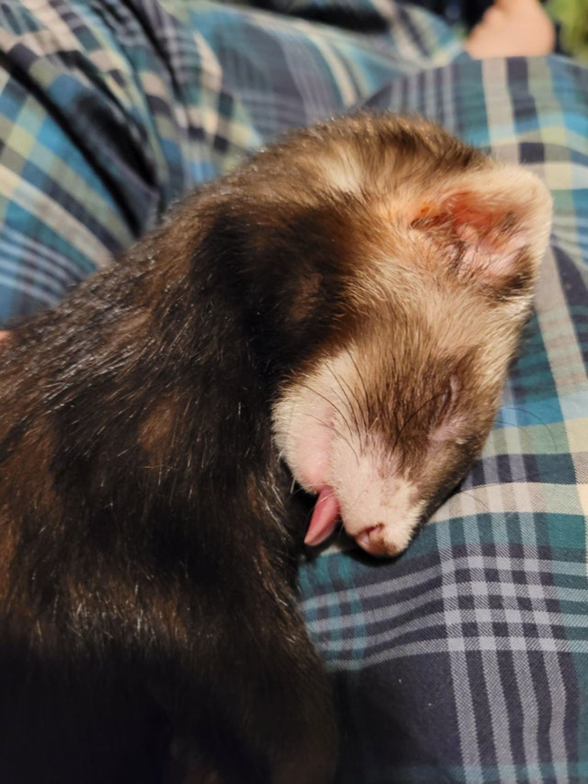 black and brown ferret sleeping on a blye black and white plaid bed with the tongue sticking out