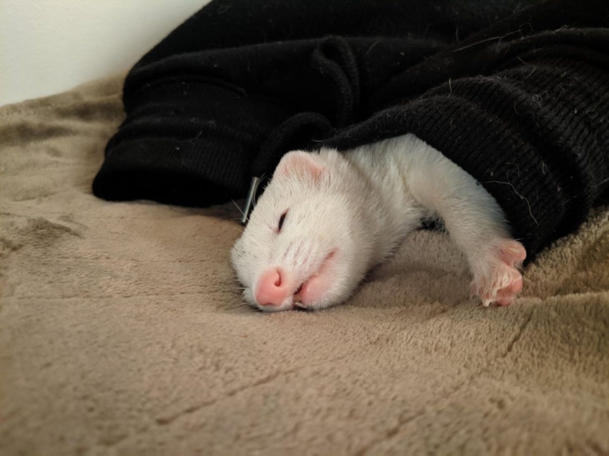 white ferret sleeping inside someone's black pants with the head resting on a brown cloth surface