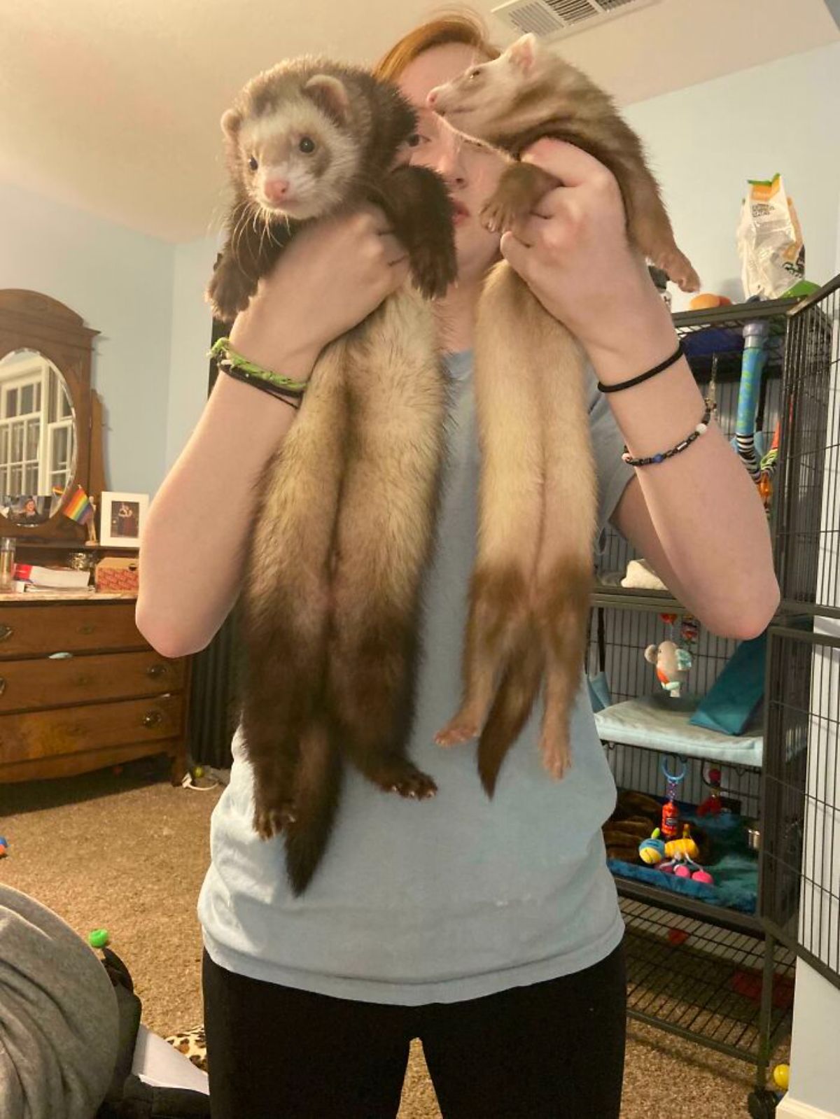 2 brown ferrets held up by one person with the one on the left being a little bigger than the one on the right