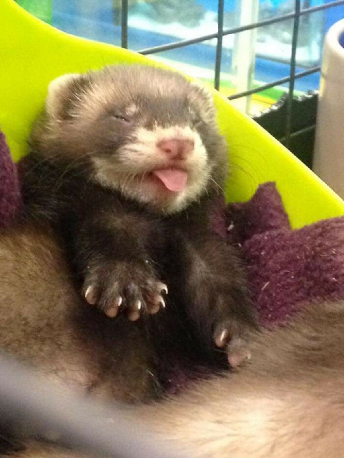 black and brown ferret baby stretching with tongue sticking out of the mouth