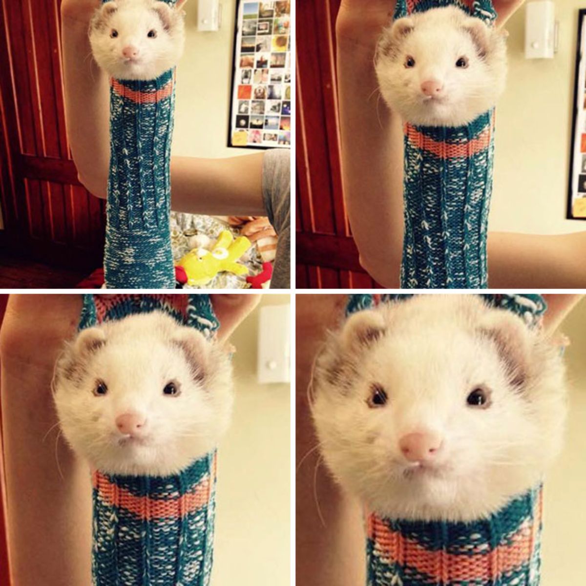 4 photos closing in on a white ferret's face with the ferret stuck inside a blue white and red sock