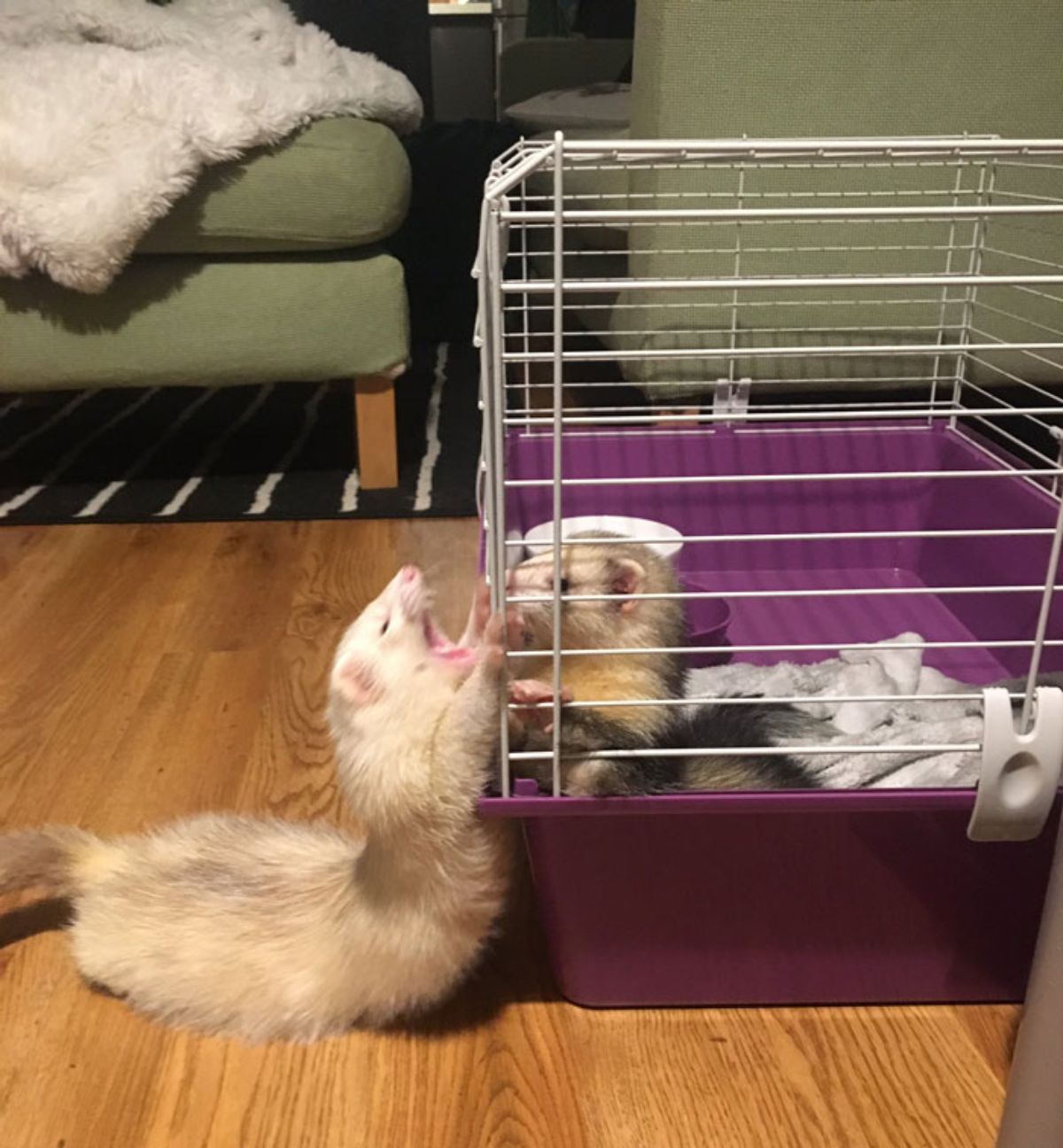 black and brown ferret inside a purple cage with a brown ferret outside holding onto the cage and screaming dramatically