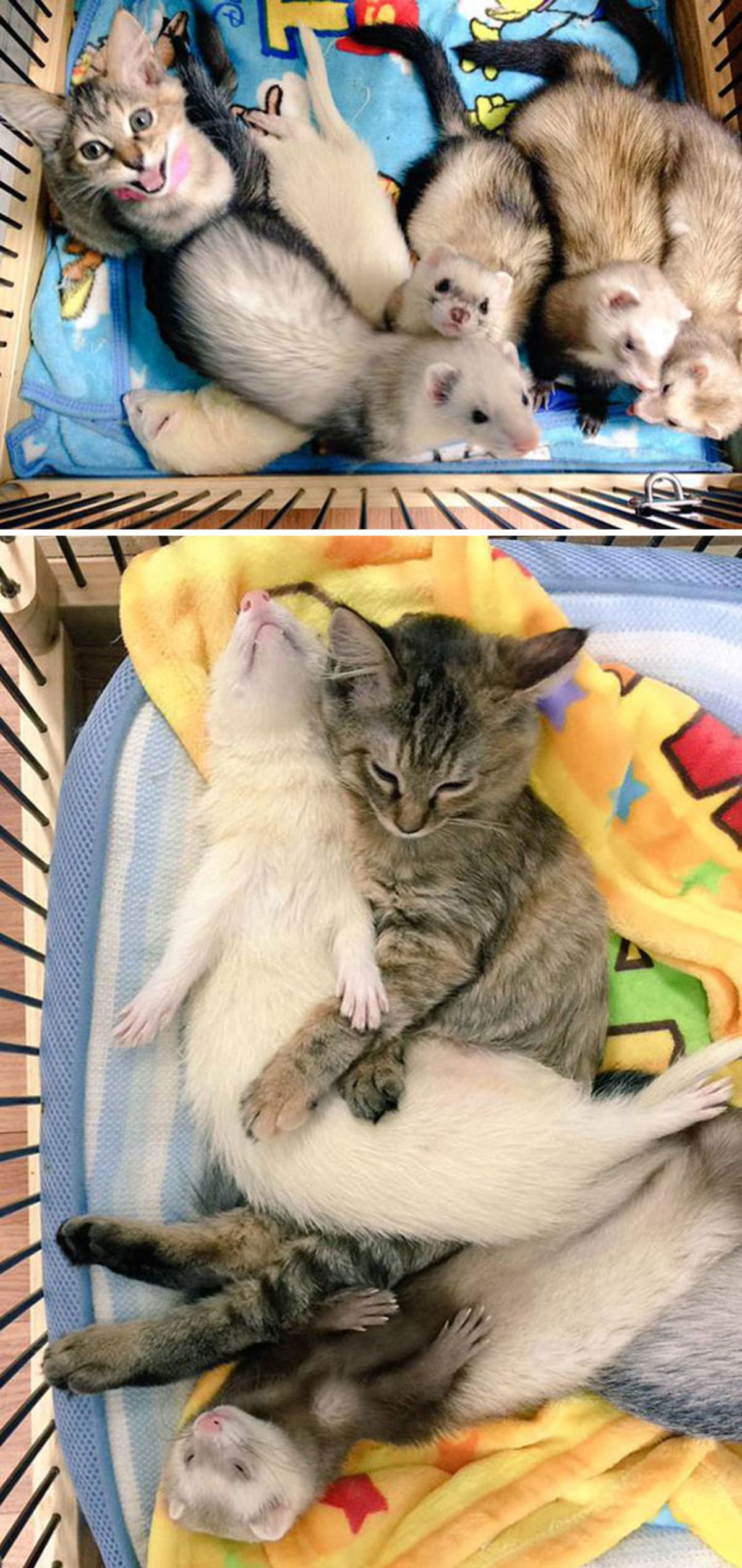1 photo of 4 black and white ferrets and 1 white ferret with a grey tabby kitten in a cage and 1 photo of white ferret and black and brown ferret cuddling with the kitten