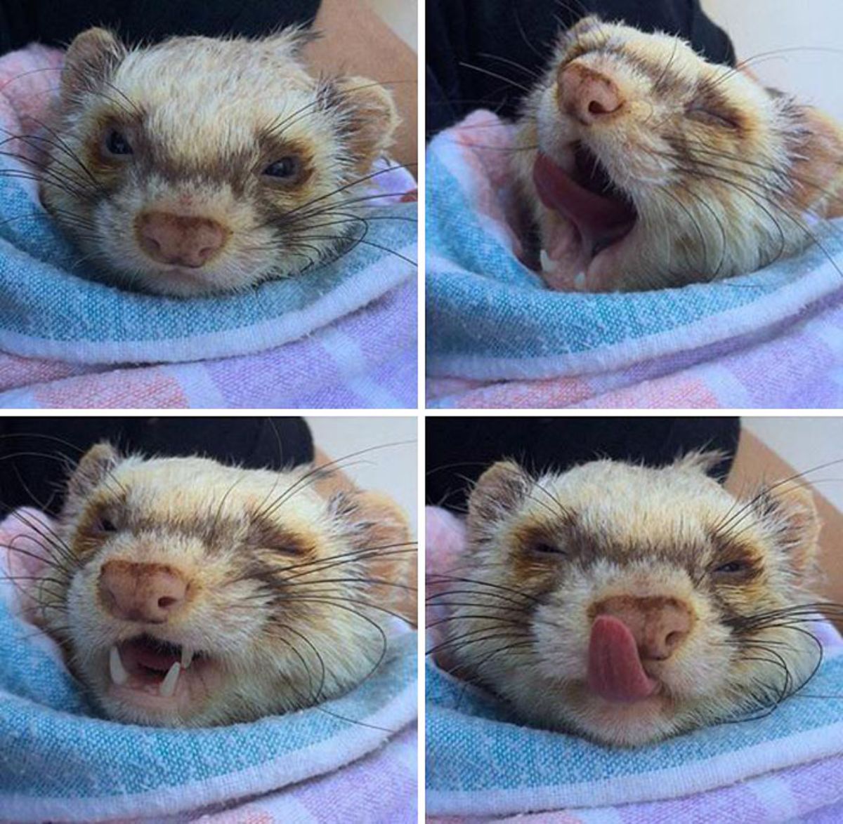 4 photos of close ups of a brown ferret with its mouth open and tongue sticking out in 3 of them
