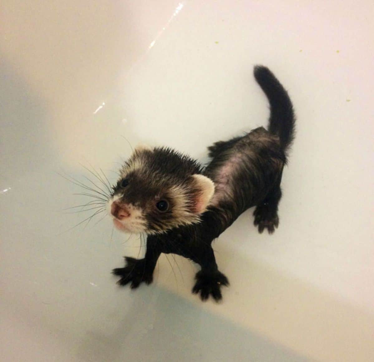black and white ferret baby inside a white bathtub