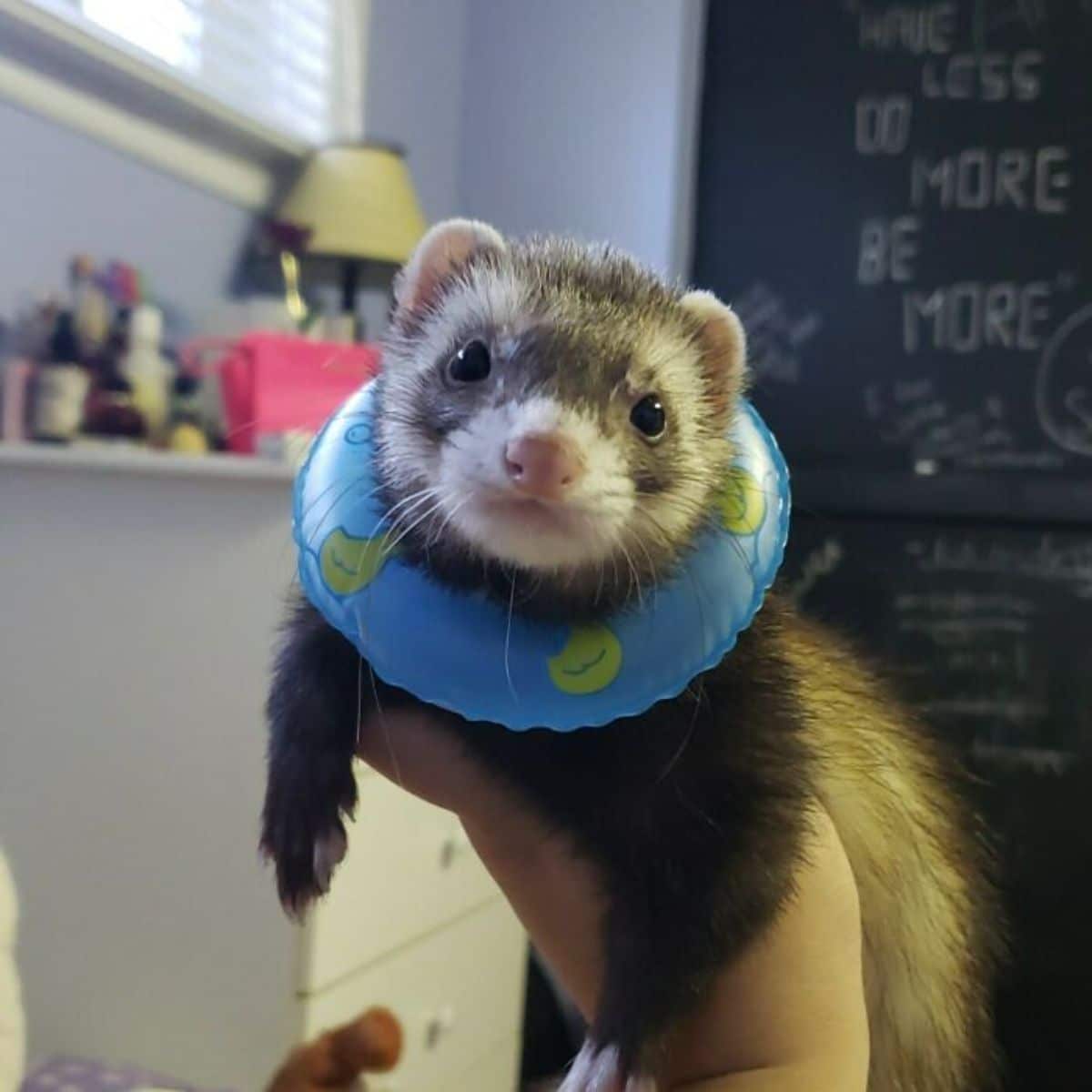 black brown and white ferret being held up wearing a blue float around the neck with yellow ducks on it