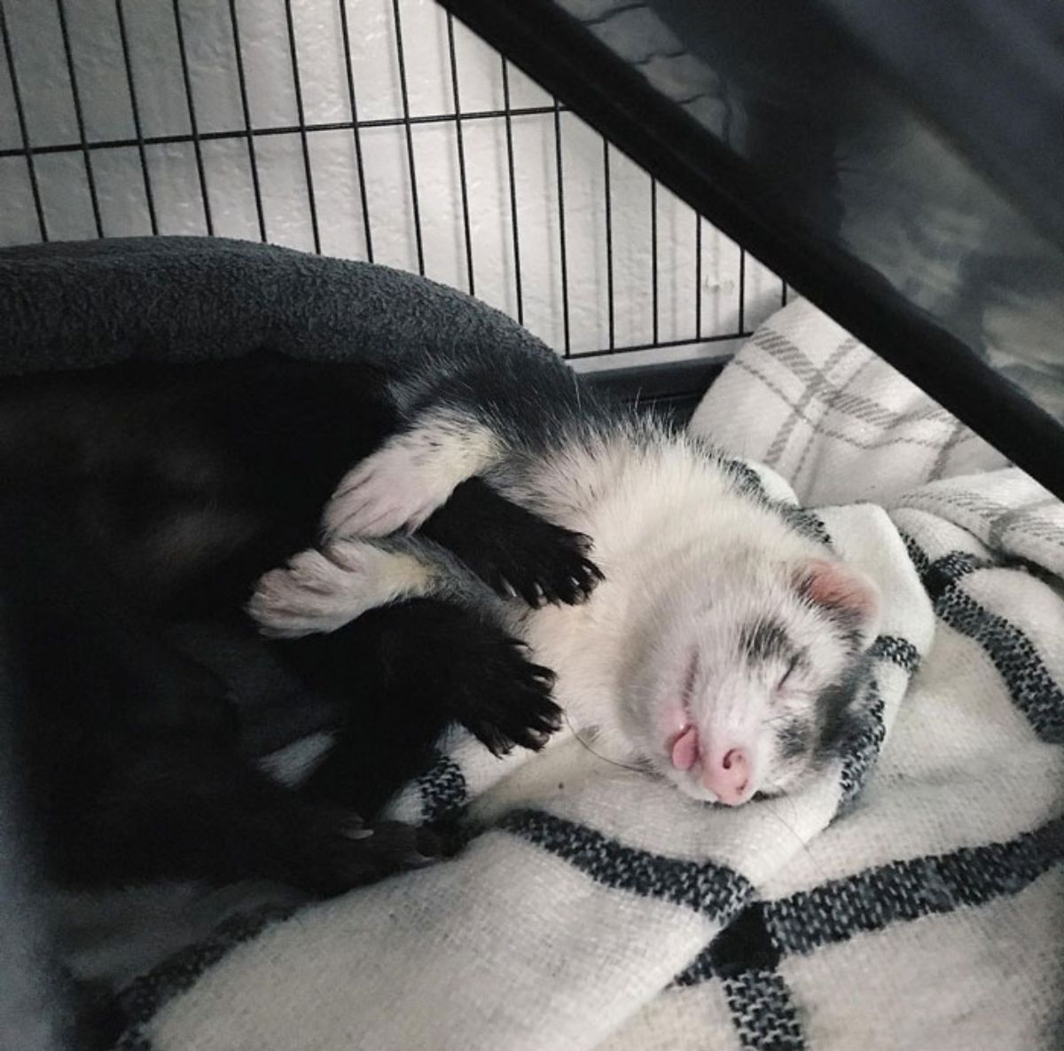 black ferret and white and black ferret cuddled together holding hands with the white and black ferret has its tongue sticking out slightly