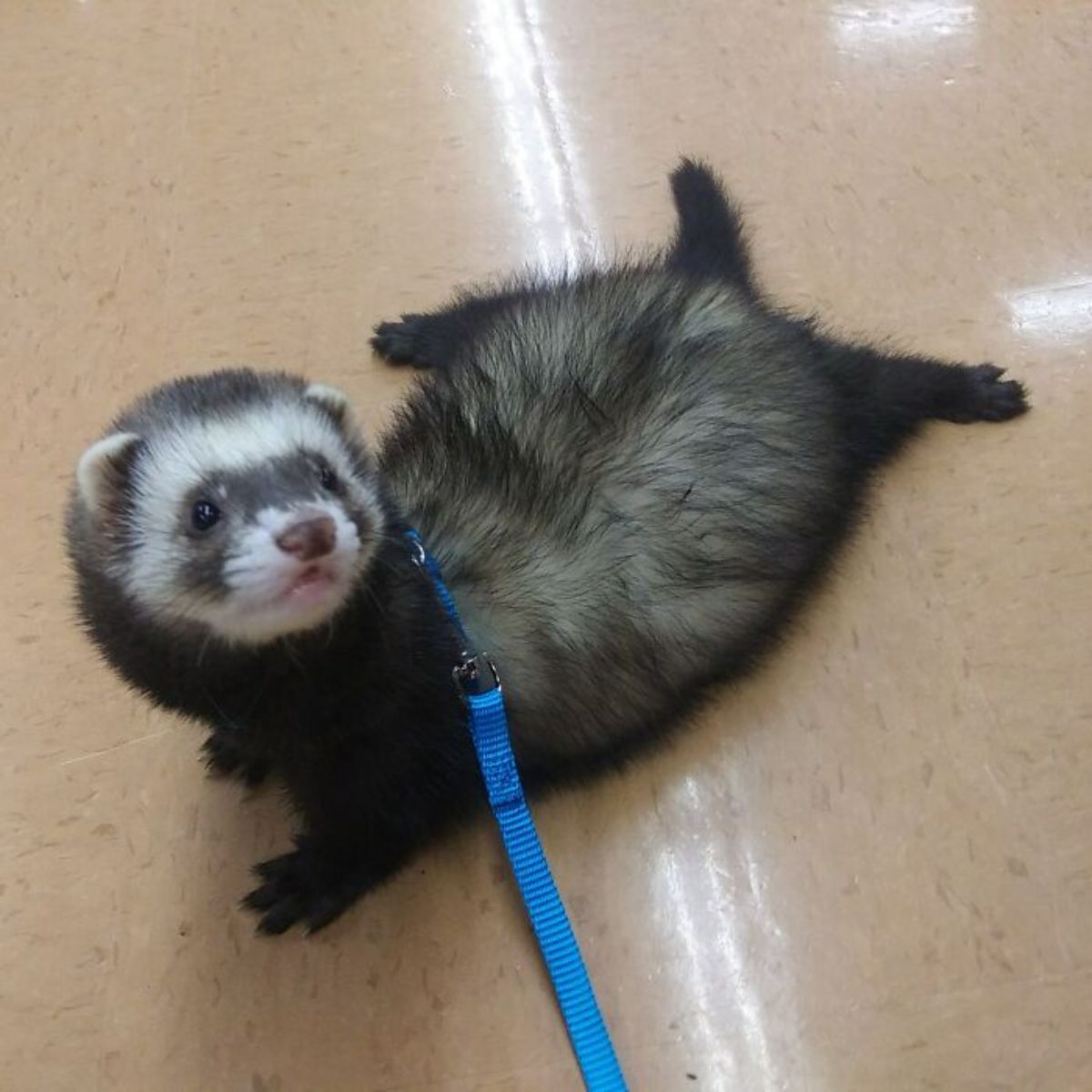 black and white ferret on a blue leash laying flat against the floor