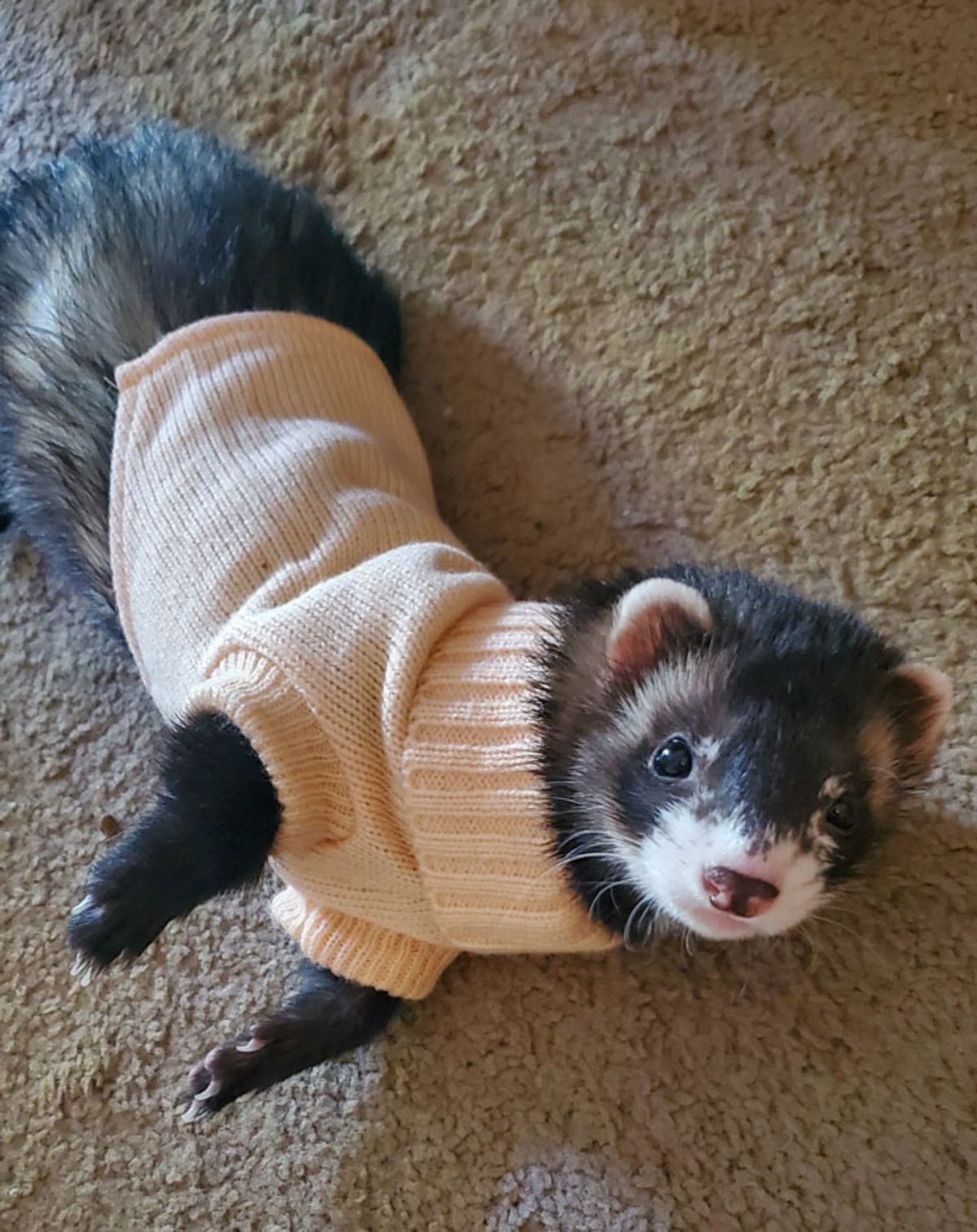 black brown and white ferret in a beige sweater on the floor