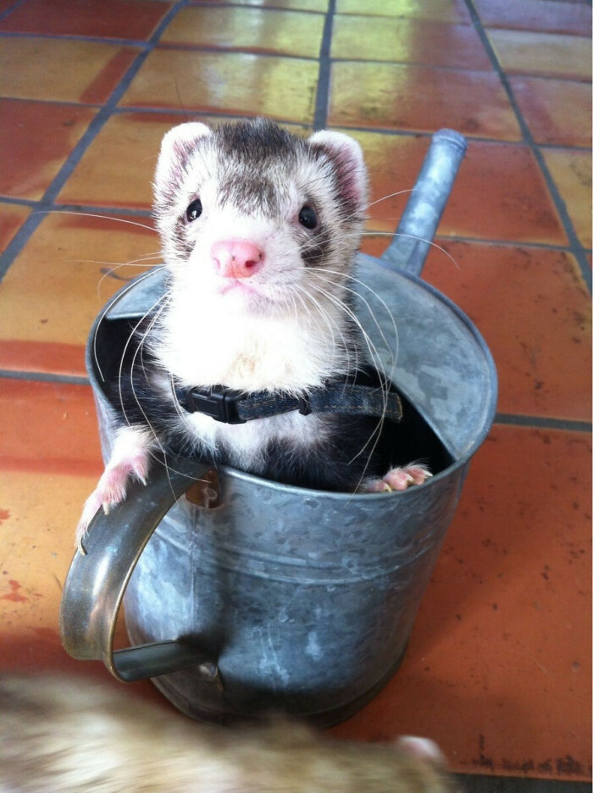 black and white ferret inside a silver watering can