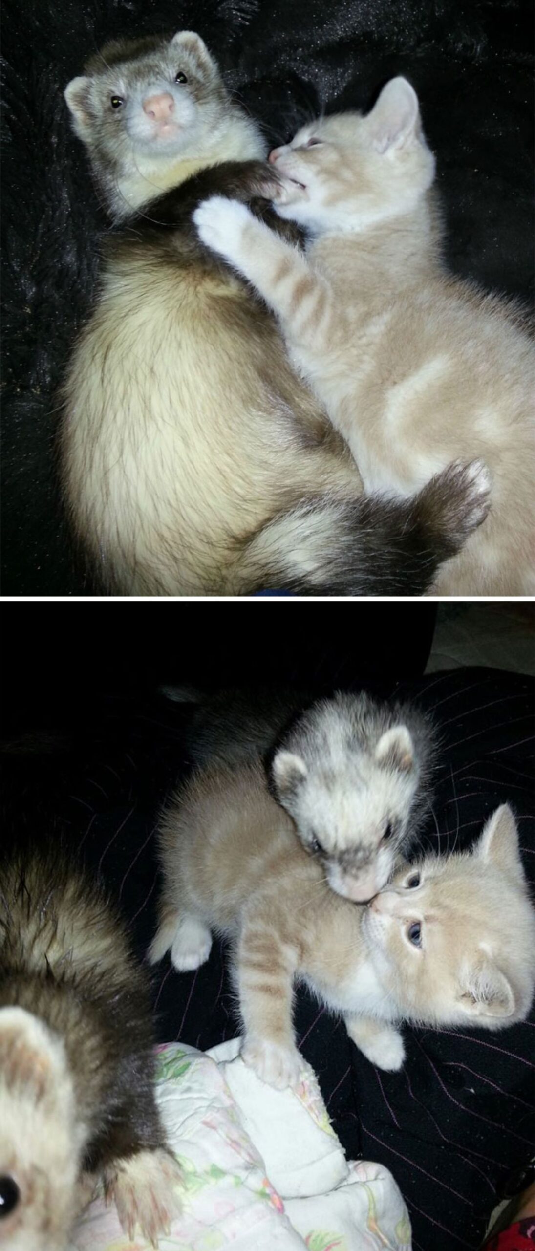 1 photo of brown ferret with one of its paws in an orange kitten's mouth and 1 photo of 2 brown and black ferrets with an orange kitten with one sniffing the kitten