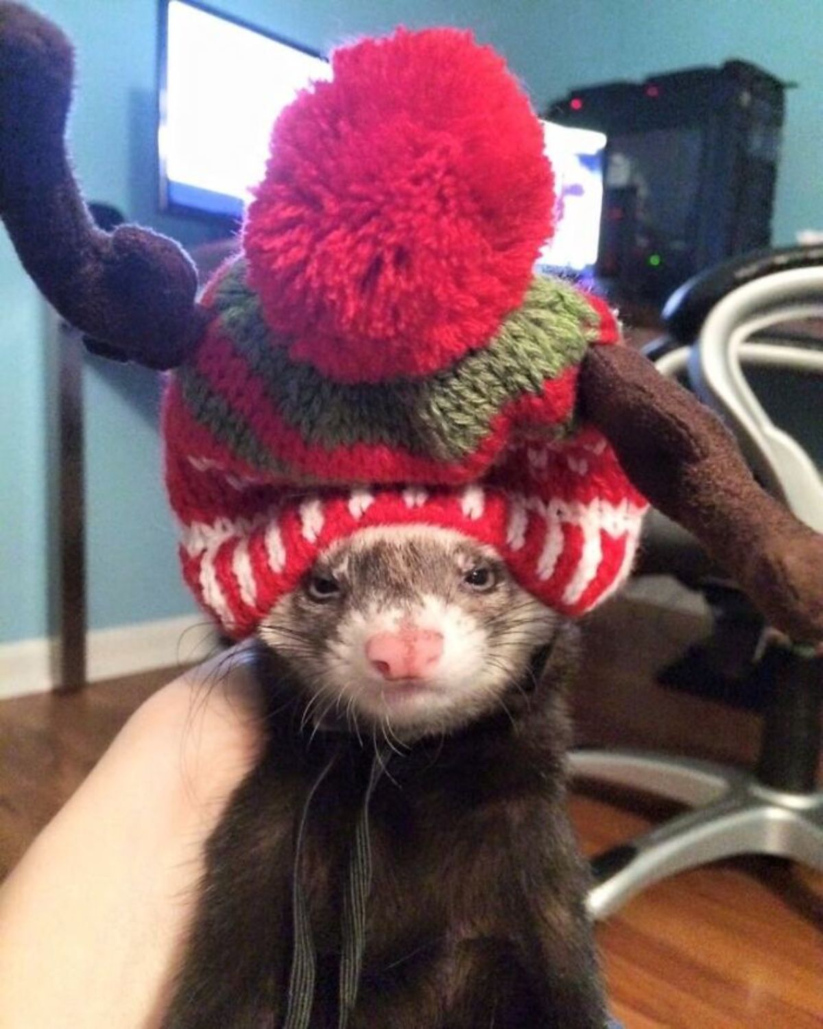 brown and black ferret wearing a large red green and white christmas-themed hat with purple antlers
