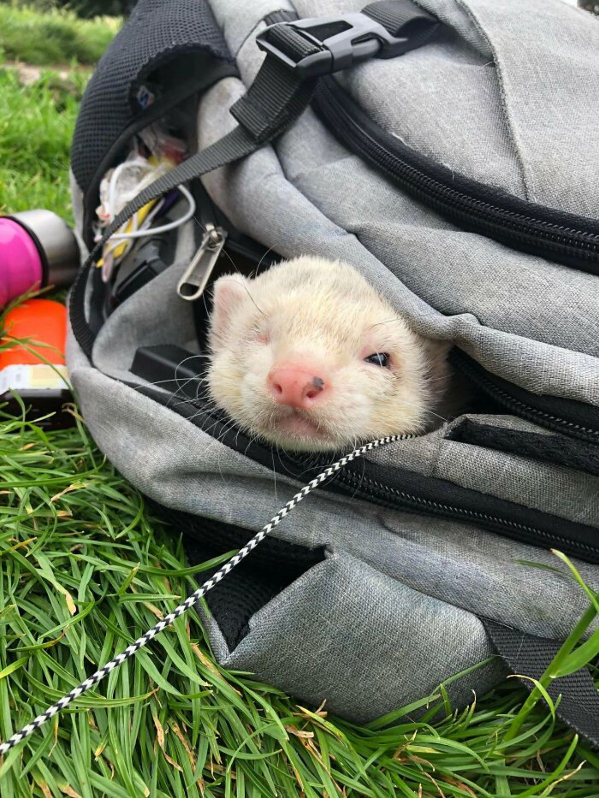 one-eyed white ferret poking its head out of a grey and black backpack on the grass