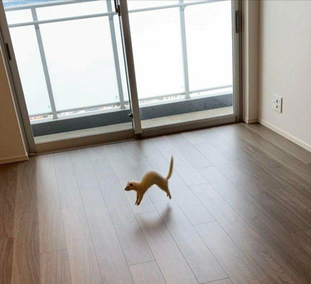 white ferret caught mid air jumping on wooden floor making a reverse n shape with its body and shape