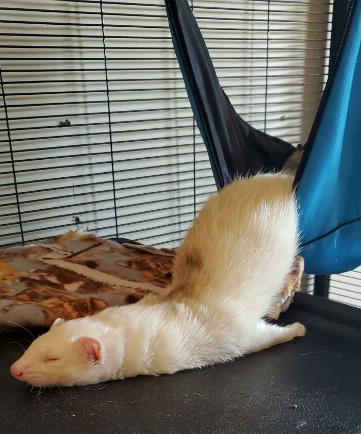 white ferret falling out of a blue hammock onto a black surface while sleeping with only the back inside the hammock