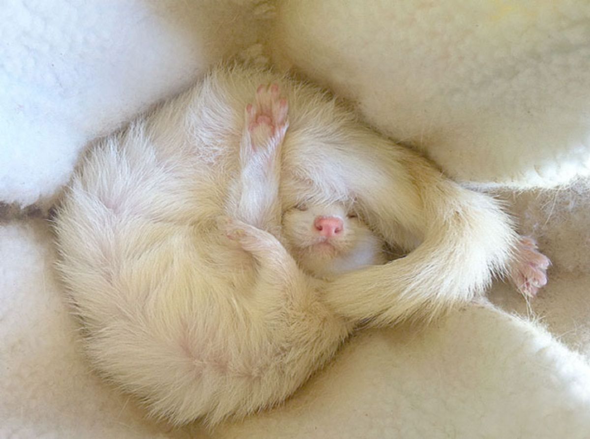 white ferret sleeping with its limbs akimbo