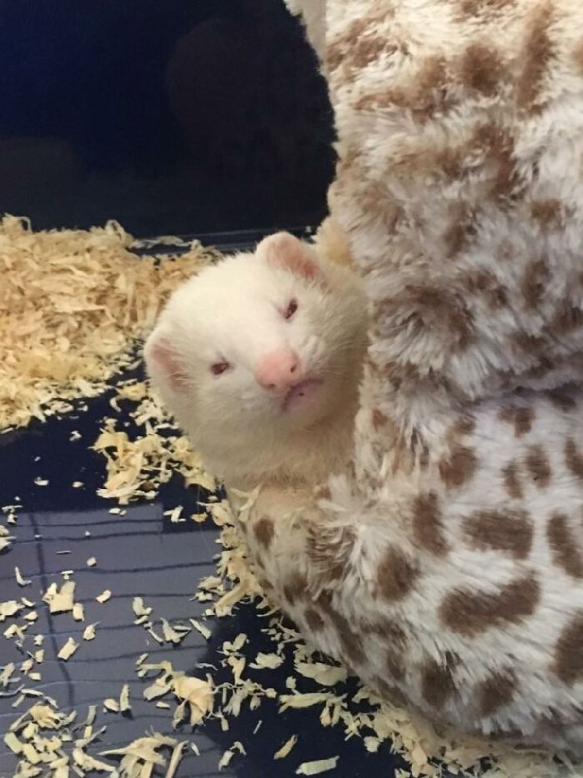white ferret peeking out from a little fuzzy house looking grumpy