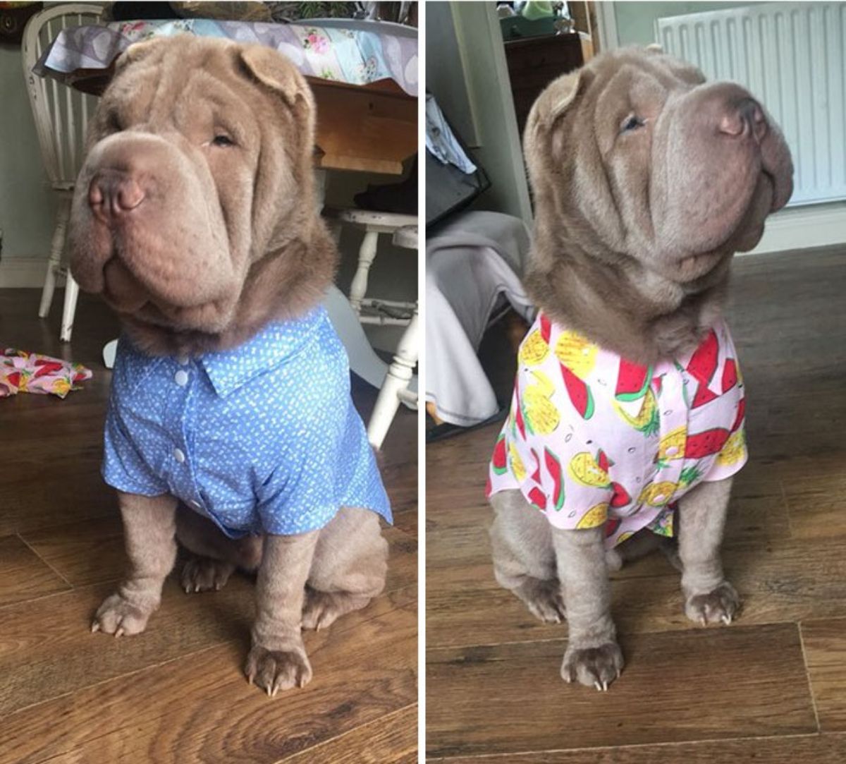 2 photos of a brown shar pei wearing a blue and white polka dotted shirt and a pink shirt with red and green watermelons and yellow pineapples