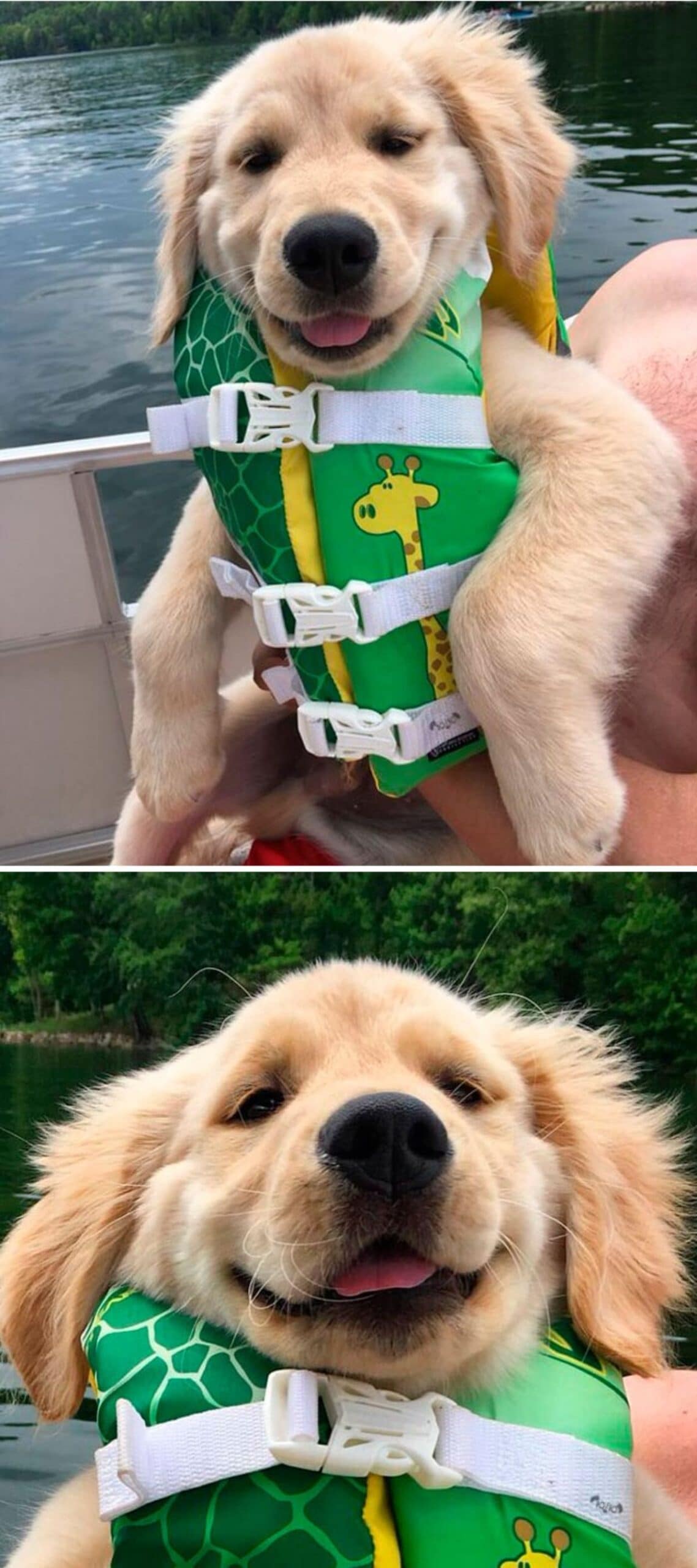 2 photos of a golden retriever puppy wearing a green yellow and white vest on a boat