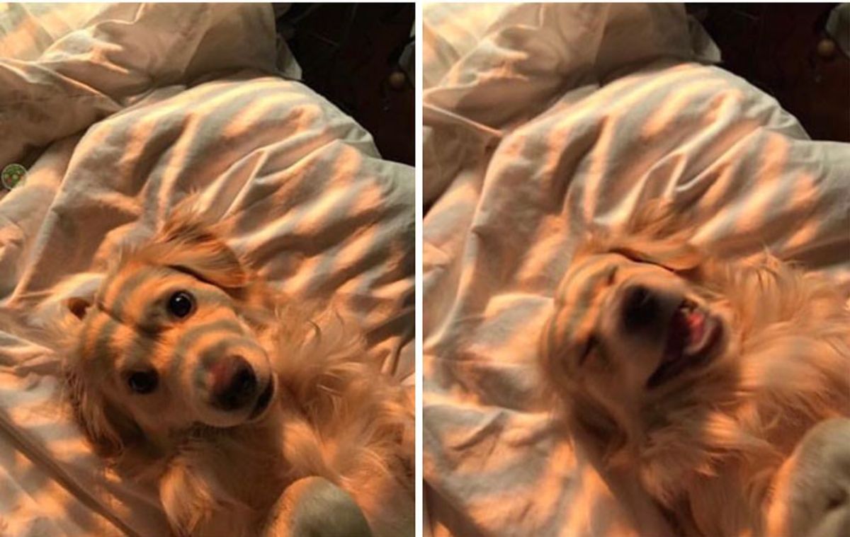 2 photos of a golden retriever looking at the camera and smiling in the second