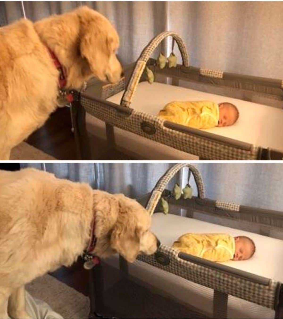 2 photos of a golden retriever looking at and sniffing a baby wrapped in a yellow blanket inside a brown and white crib