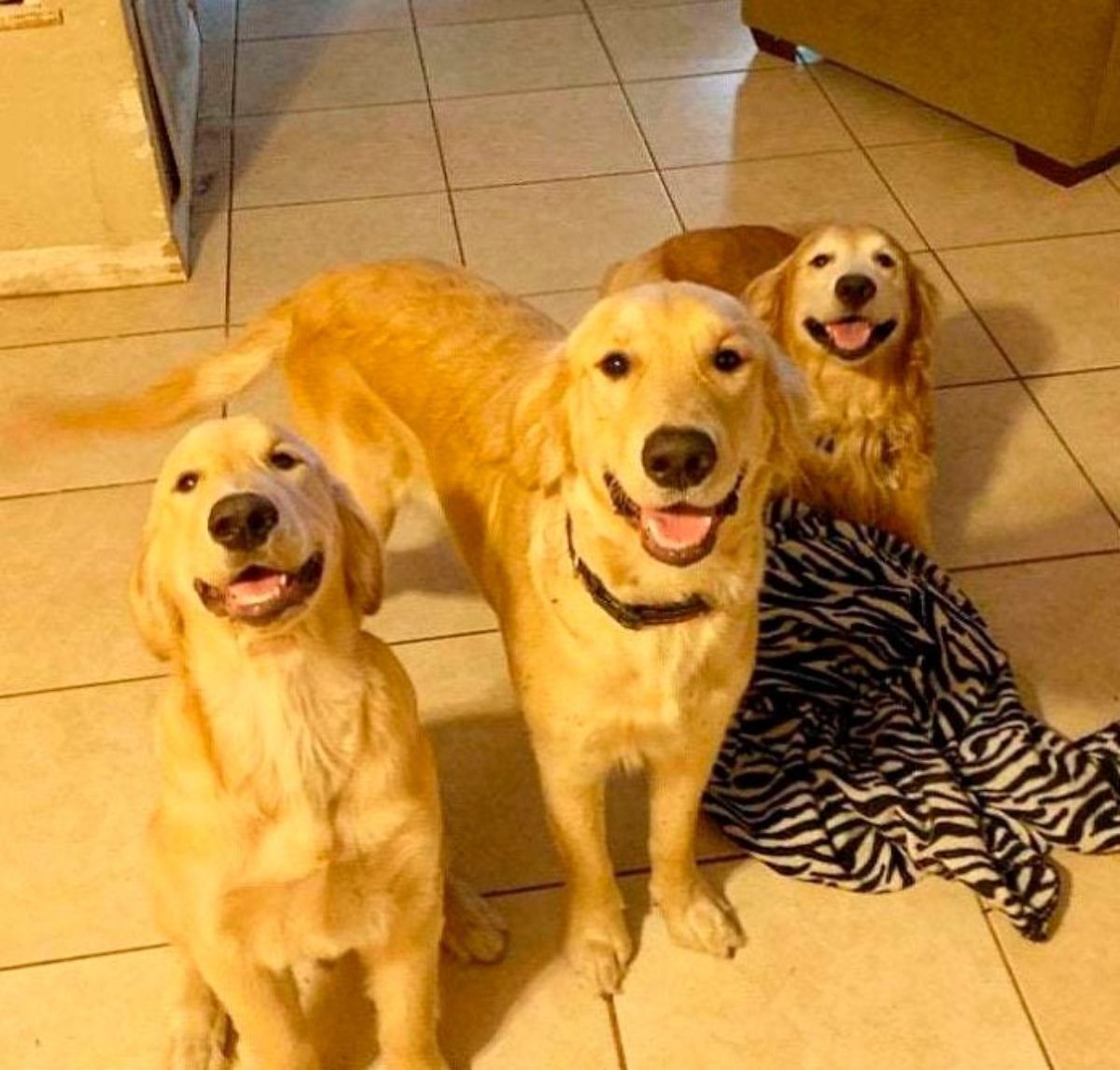 3 golden retrievers smiling at the amera with one sitting, a second standing and a third laying on the floor behind a black and white zebra print bag on the floor