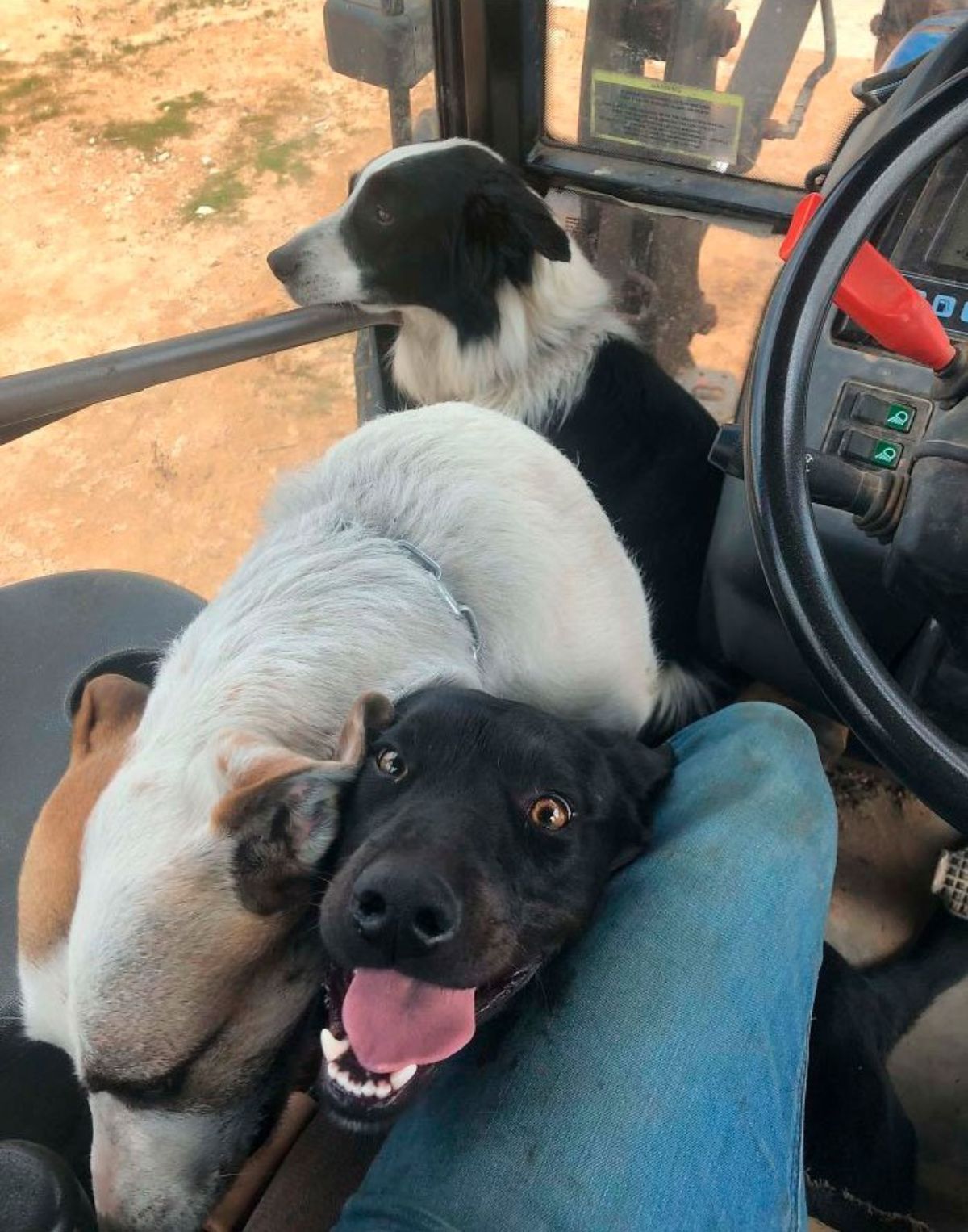 black and white dog placing head on metal railing looking out with white and brown dog and black dog trying to climb on someone's lap inside a tractor