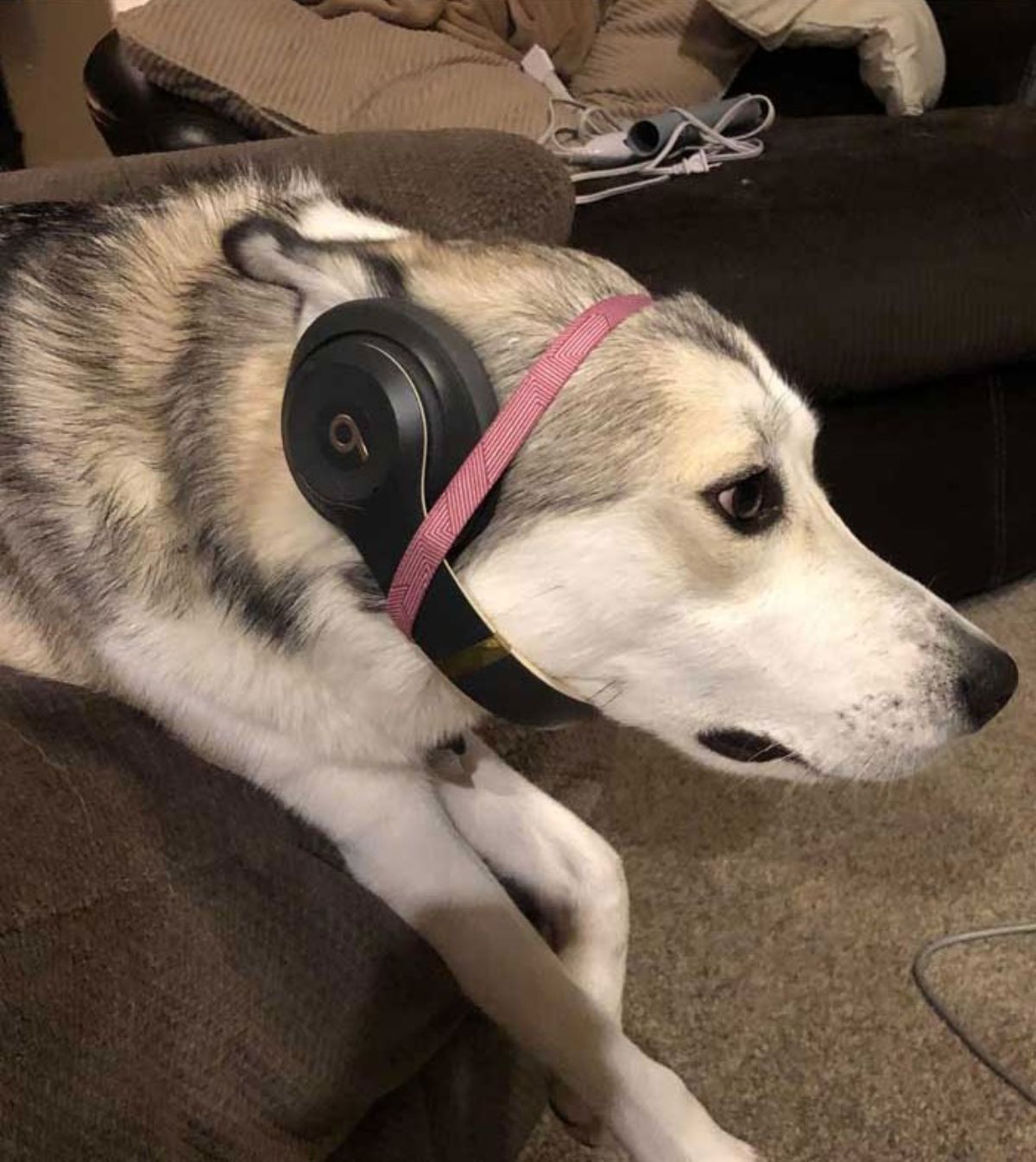 black and white husky wearing black headphones held on the head by a red and white patterned band