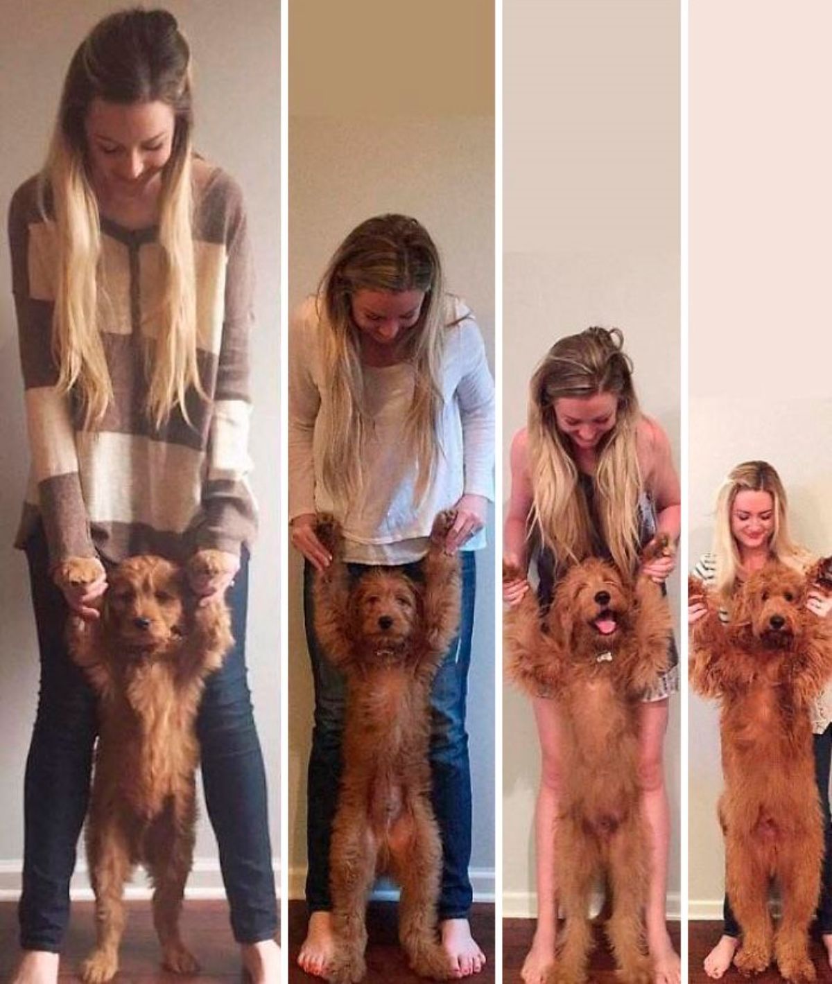 4 photos of a woman posing with a golden doodle being held with only its hind legs on the floor showing the growth process of the dog