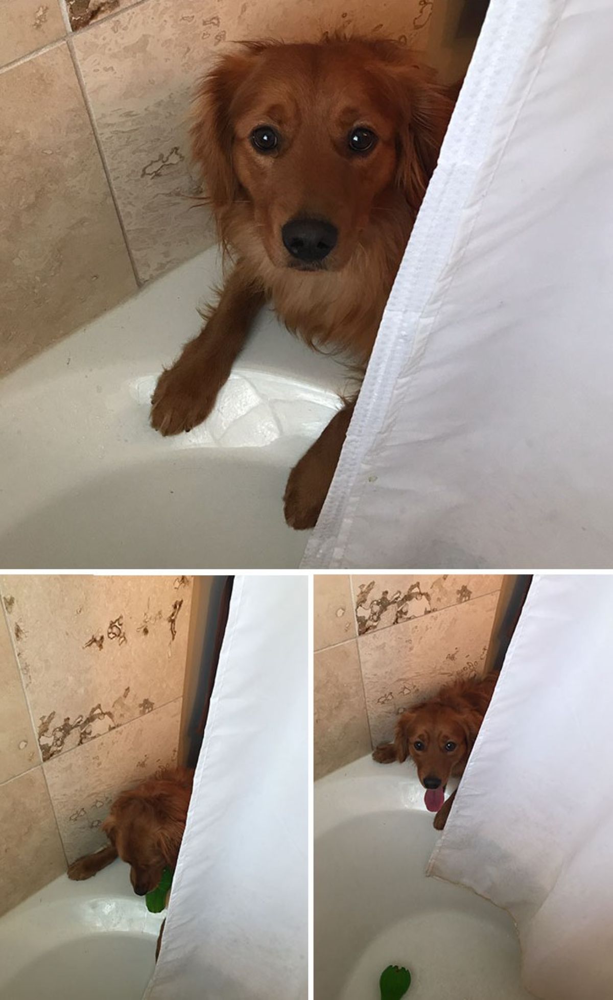 3 photos of a golden retriever peering around a white shower curtain into a white bath and dropping a toy into the tub